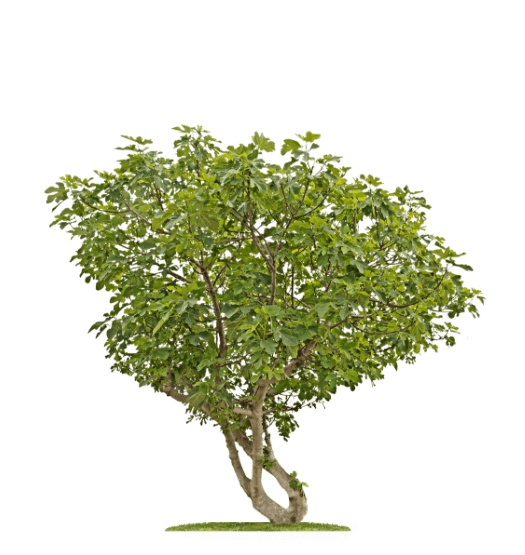 The deals national tree